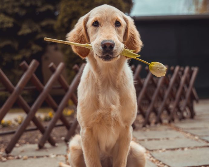 yellow Labrador retriever biting yellow tulip flower