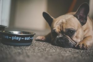 ideas: puppy beside pet bowl